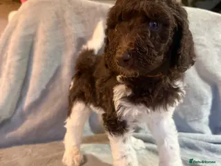 Standard Poodle dogs Standard poodle puppies - Advert 6