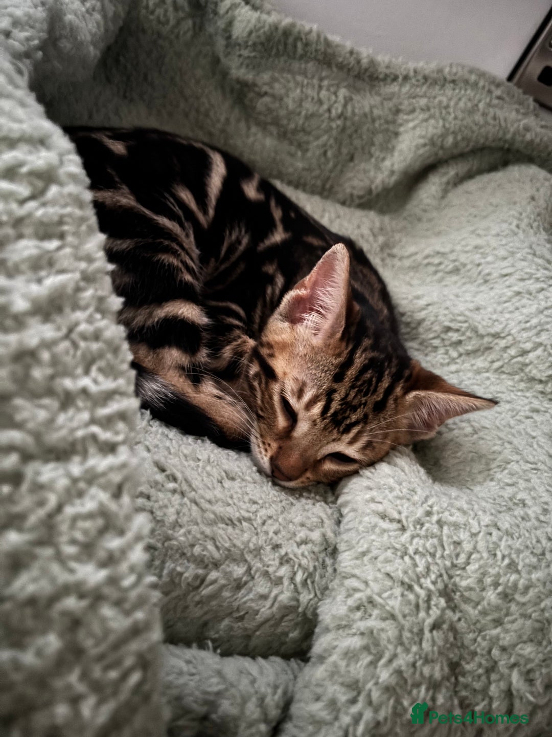 Bengal cats for sale: Stunning Bengal Kitten - Advert 7