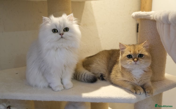 Scottish Fold cats - Advert 5