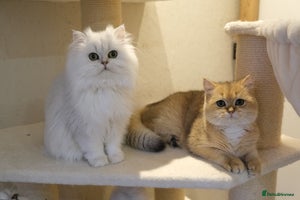 Scottish Fold cats Scottish Kittens – Fold & Straight – Ready Now - Advert 6