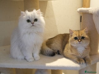 Scottish Fold cats for sale - Advert 2