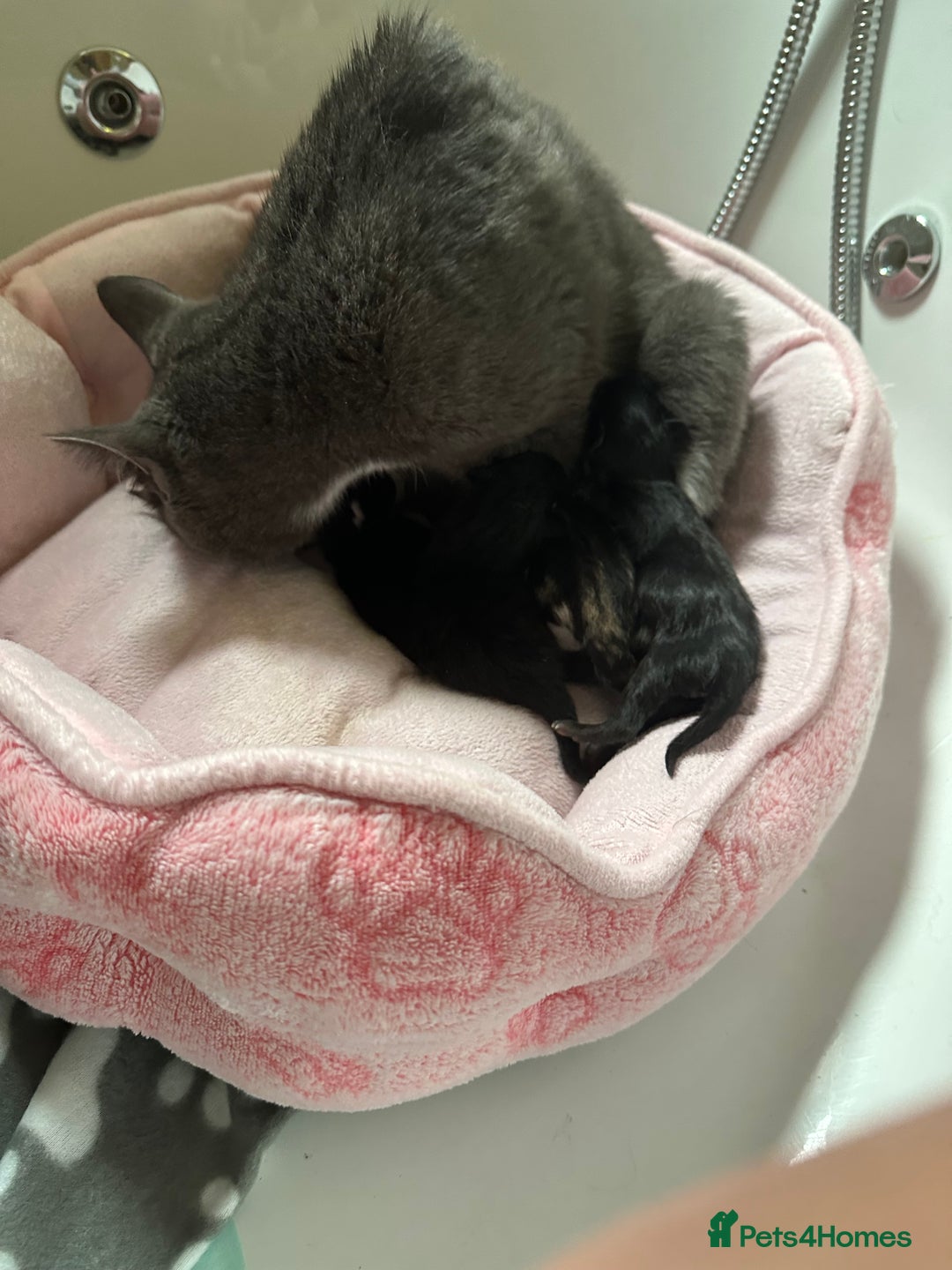 Mixed Breed cats for sale: Playful kitties in Middlewich - Image 3