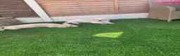 Mixed Breed dogs for sale: *READY TO LEAVE* 7 beautiful Cavapoochons  - Advert 8