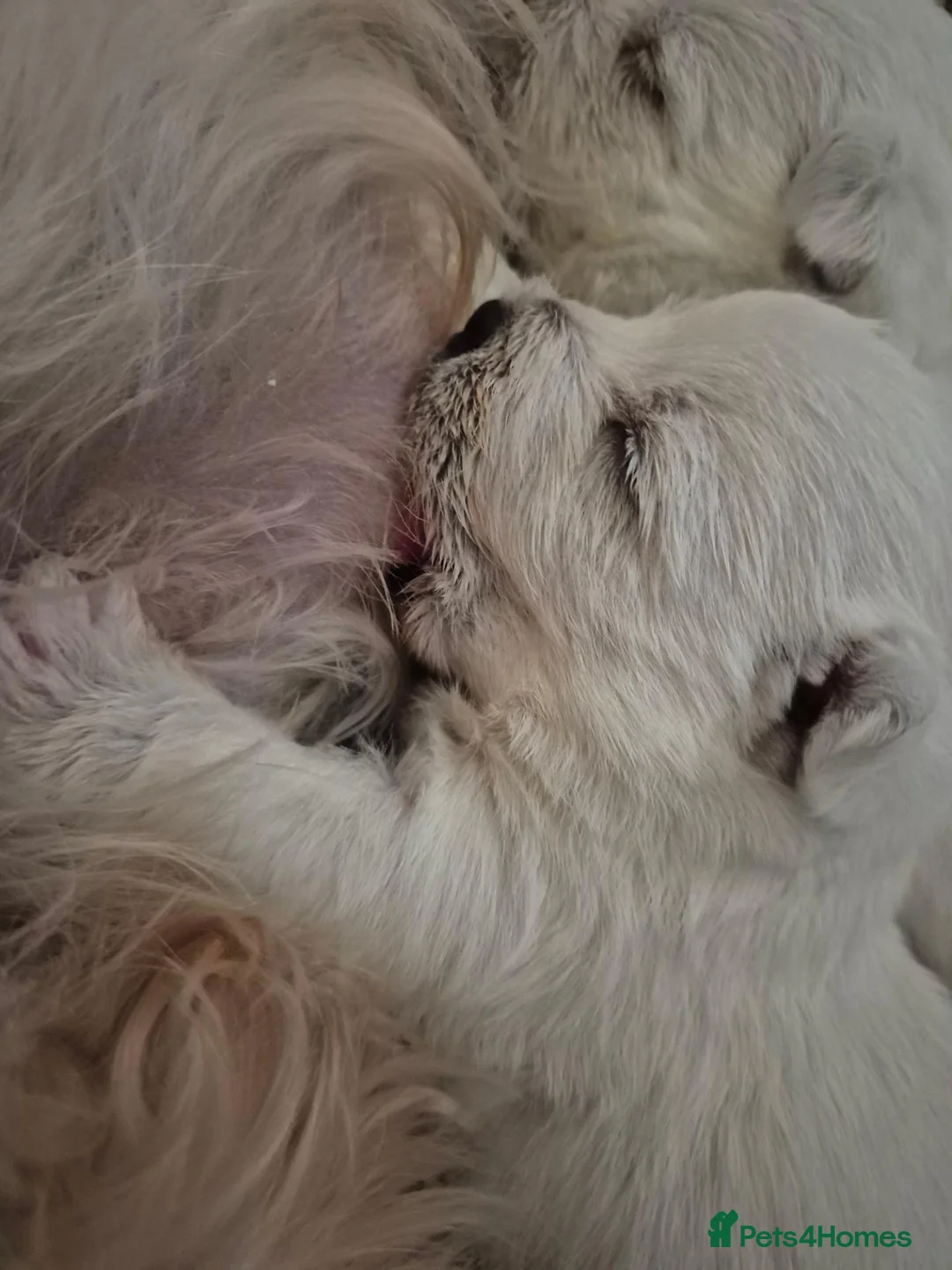 West Highland Terrier dogs for sale: Beautiful West Highland Terrier Puppies - Advert 4