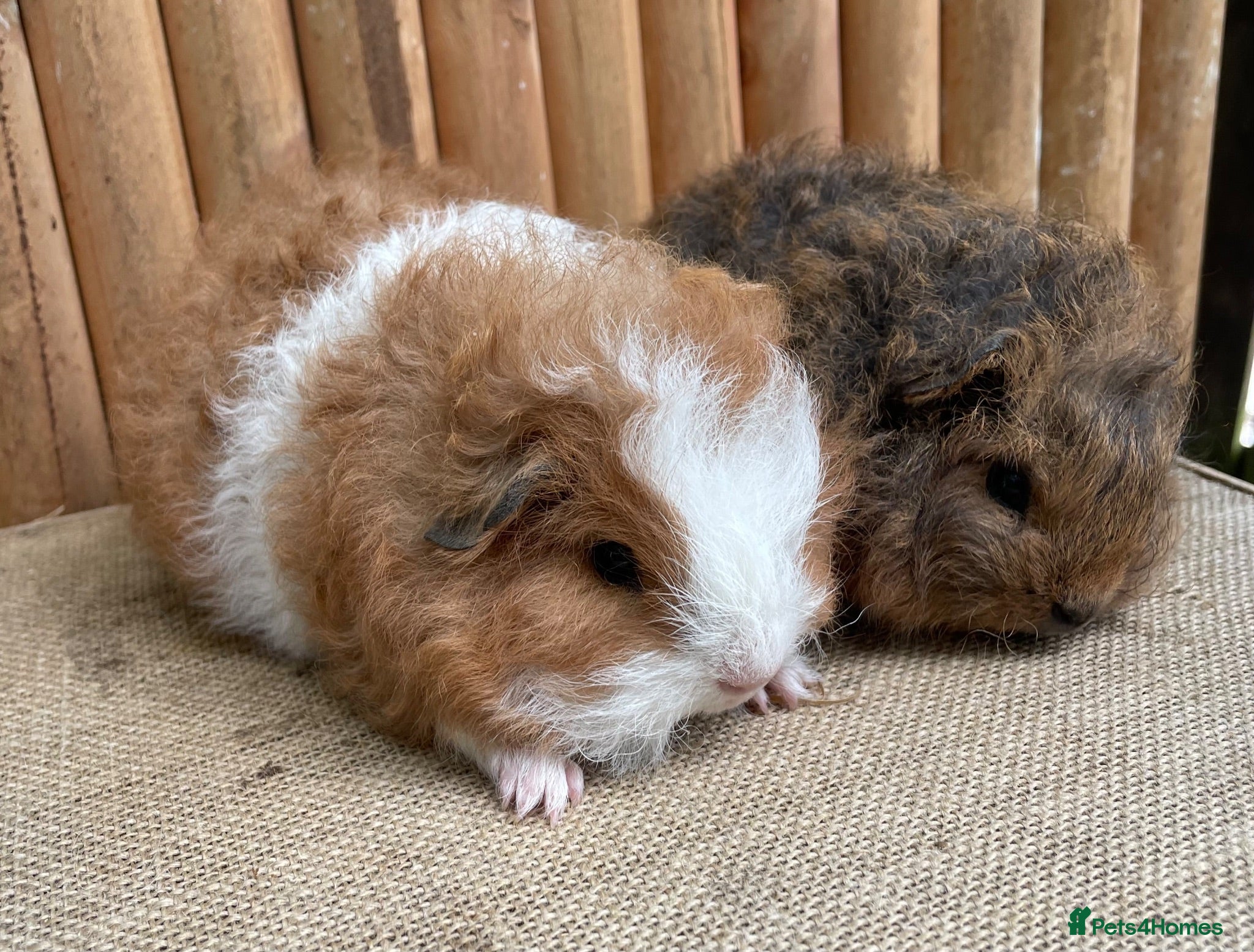 Guinea Pig rodents Swiss teddy baby boys - Advert 16