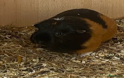 Guinea Pig rodents for sale: 2x female Guinea pigs  - Image 2
