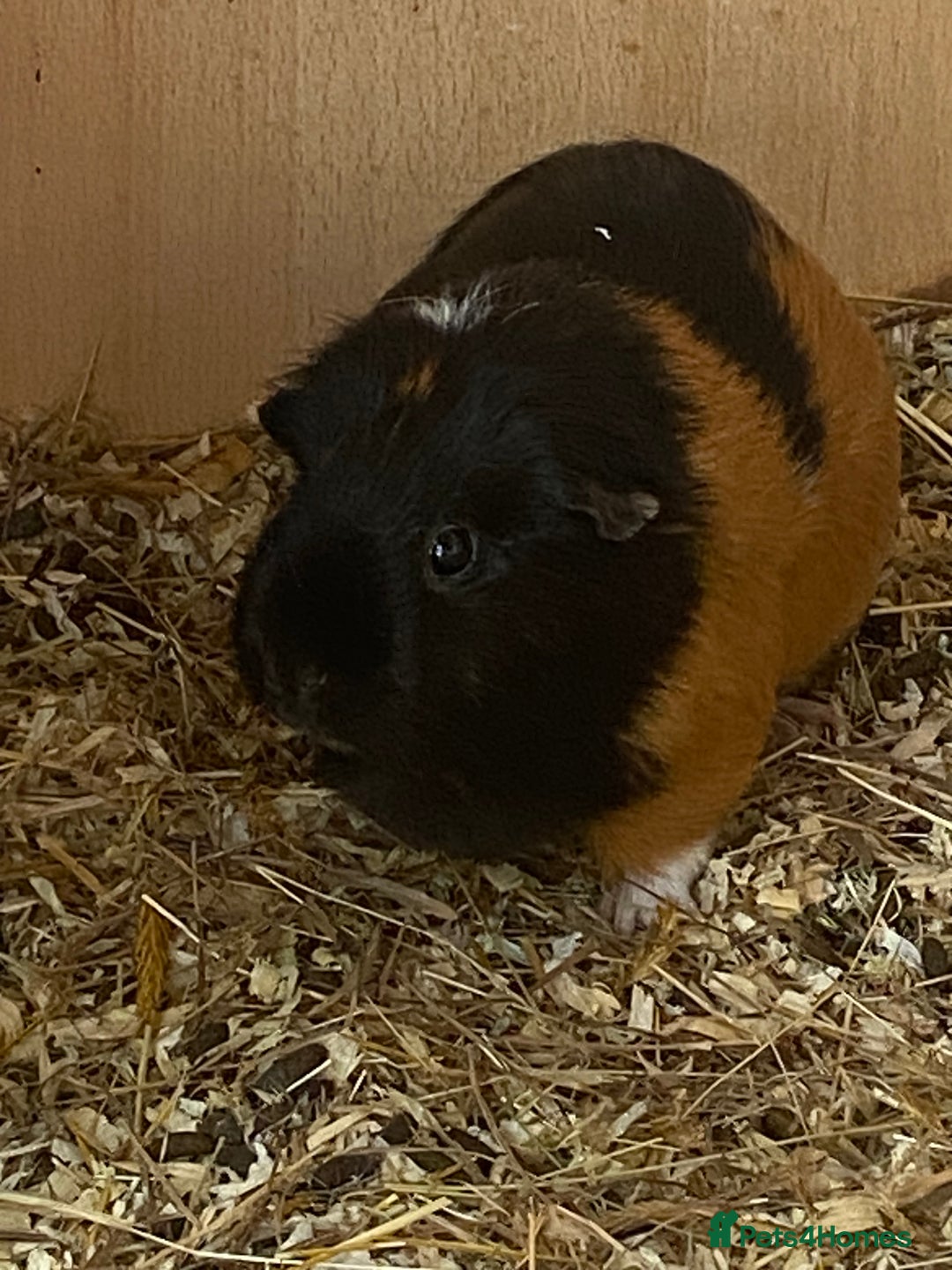 Guinea Pig rodents for sale: 2x female Guinea pigs  - Image 2
