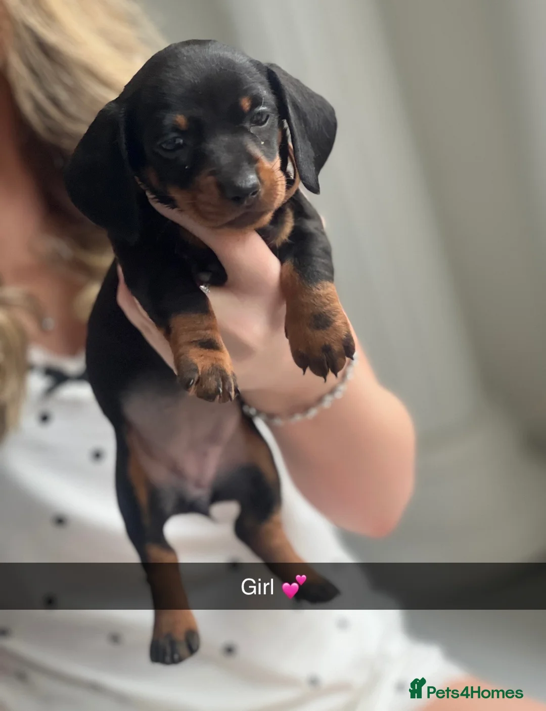 Miniature Dachshund dogs for sale: 8 miniature dachshund pups for sale in Burton-on-Trent - Advert 9