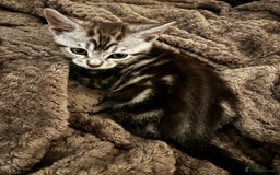 Bengal cats for sale: Silver Bengal cross - Image 3