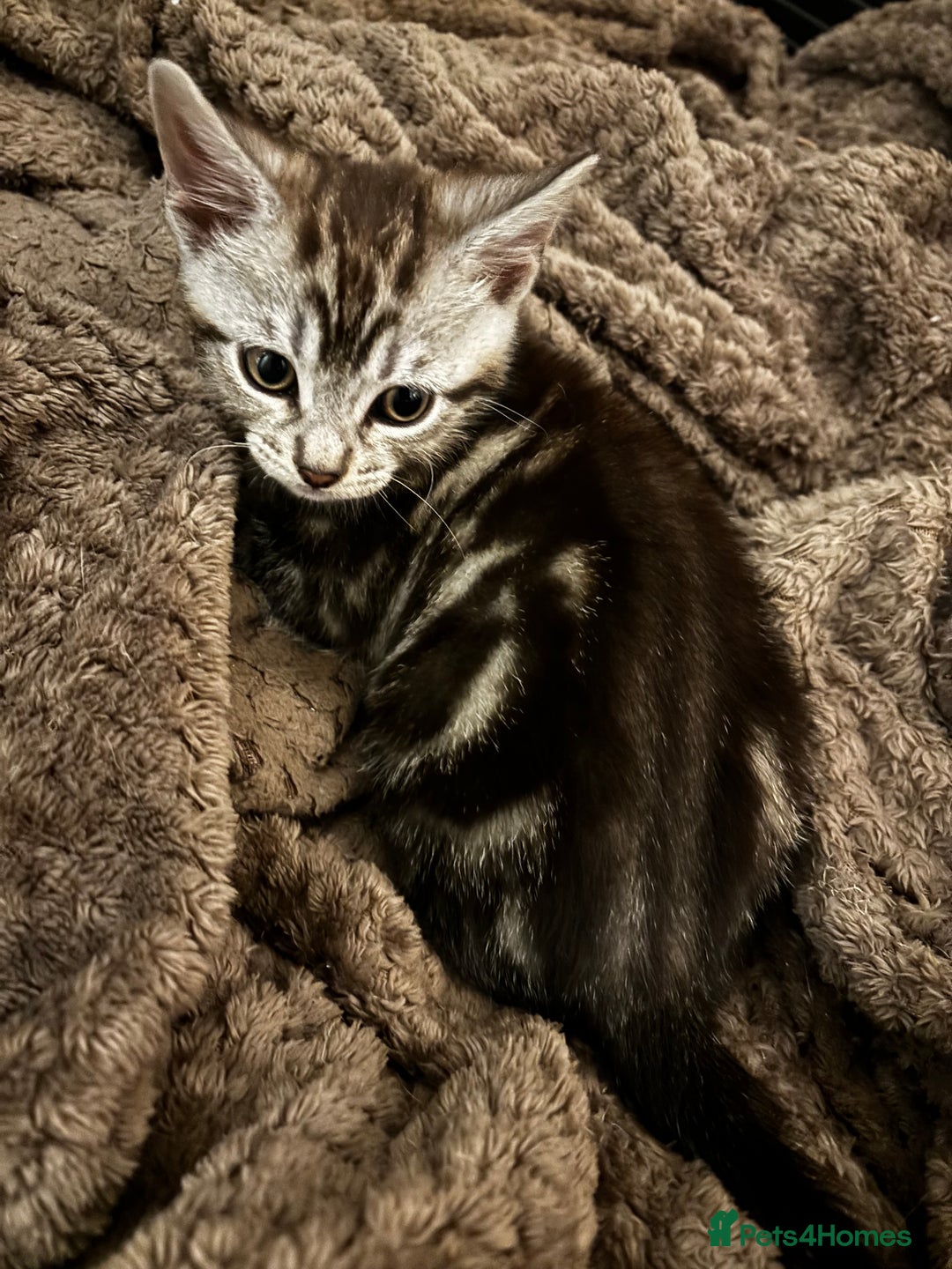 Bengal cats for sale: Silver Bengal cross - Image 3
