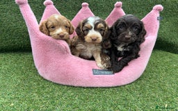 Cockapoo dogs for sale: ⭐️ Stunning Rare Coloured F1 Miniature Cockpoos ⭐️ - Image 21