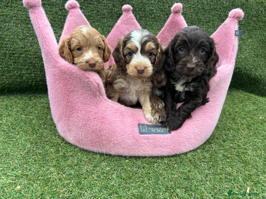 Cockapoo dogs for sale: ⭐️ Stunning Rare Coloured F1 Miniature Cockpoos ⭐️ - Image 21