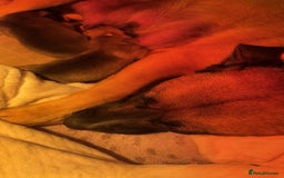 Mixed Breed dogs for sale: Beautiful German Shepherd cross puppies  - Advert 5