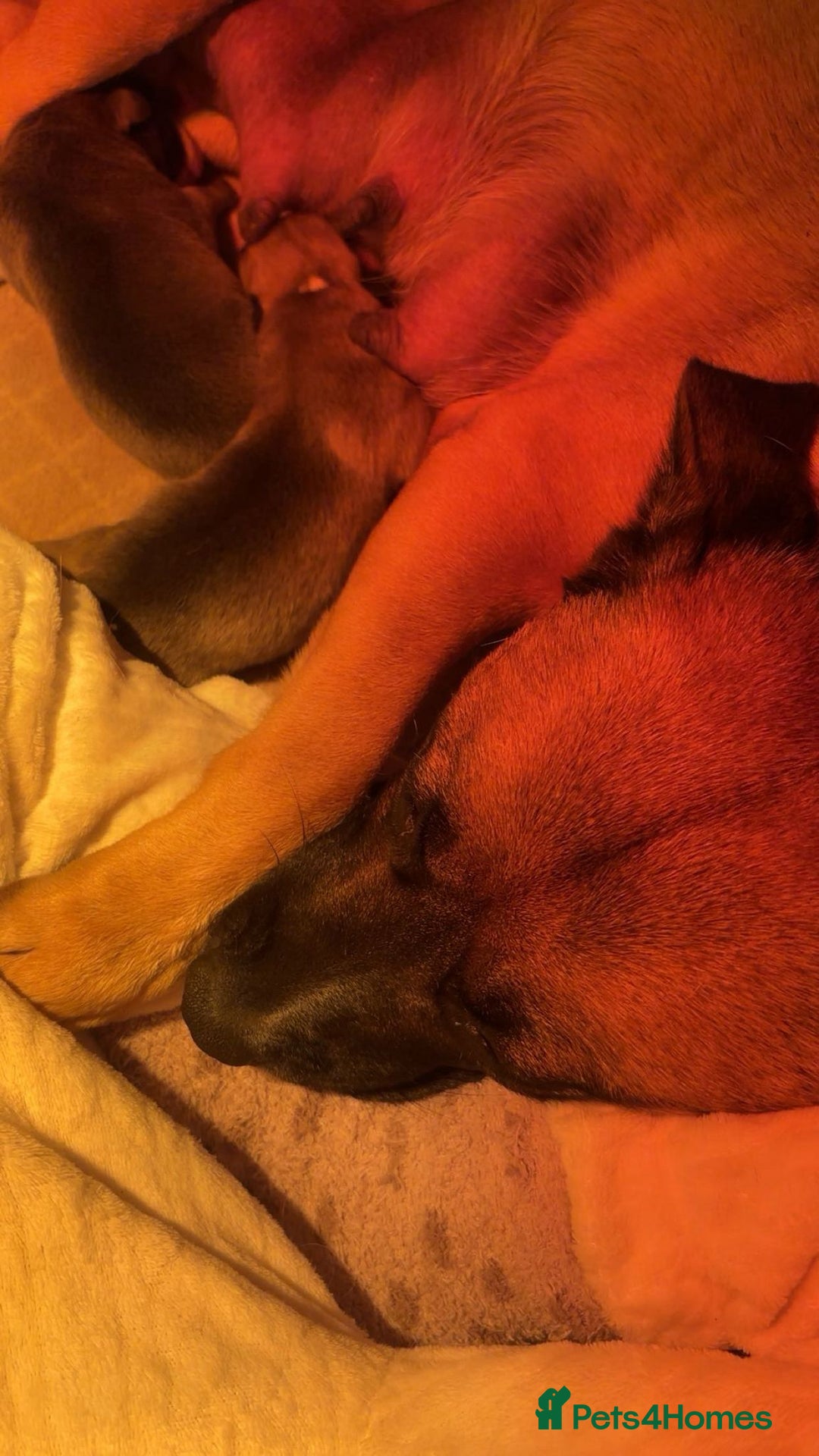 Mixed Breed dogs for sale: Beautiful German Shepherd cross puppies  - Advert 5