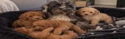 Cockapoo dogs for sale: Beautiful Cockapoo Puppies – 1 Girl & 2 Boys 🐶 - Advert 1