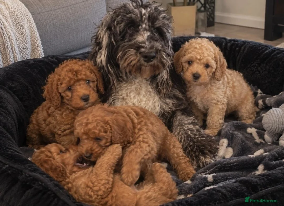 Cockapoo dogs for sale: Beautiful Cockapoo Puppies – 1 Girl & 2 Boys 🐶 - Advert 1
