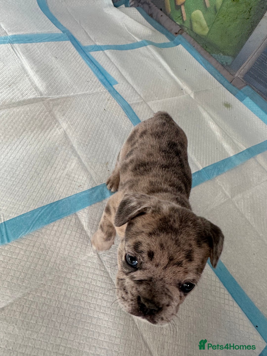 French Bulldog dogs for sale: French bulldog puppies - Image 6