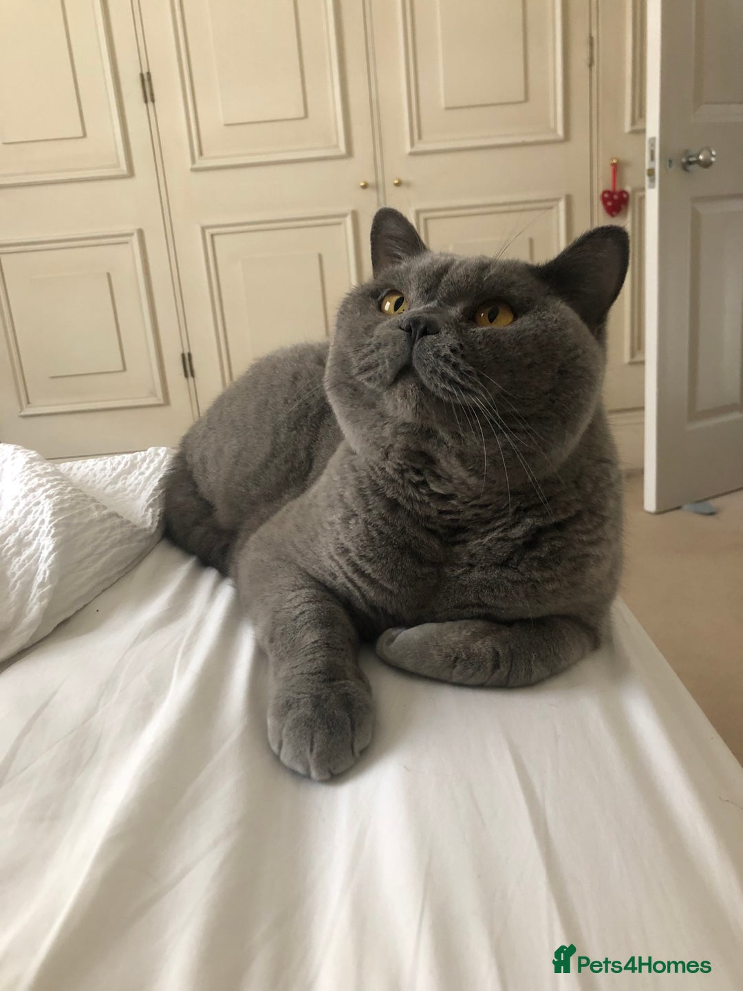 British Shorthair cats for sale: Beautiful Adult British Shorthair Male - Image 6