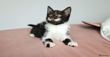 Domestic Shorthair cats - Advert 3