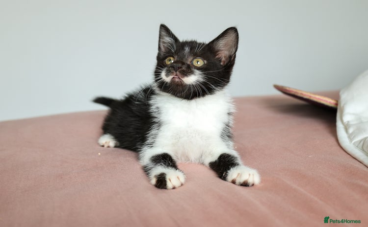 Domestic Shorthair cats - Advert 1