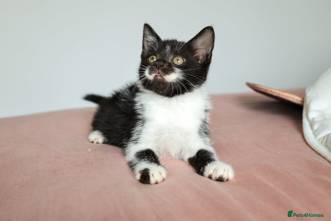 Domestic Shorthair cats for sale: Tuxedo Kittens Looking For Home - Image 1