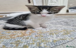 Domestic Shorthair cats for sale: Cute kittens  - Image 4