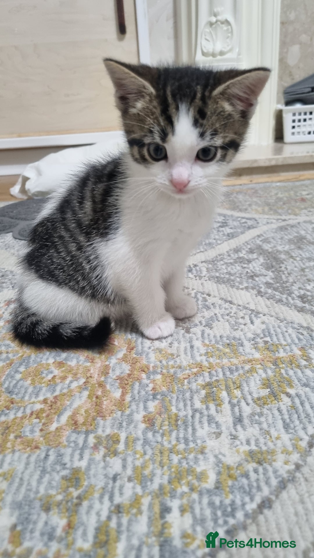 Domestic Shorthair cats for sale: Cute kittens  - Image 4