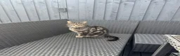 Mixed Breed cats for sale: Marley for rehoming  in Birmingham - Advert 6