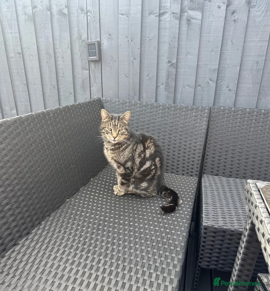 Mixed Breed cats for sale: Marley for rehoming  in Birmingham - Advert 6