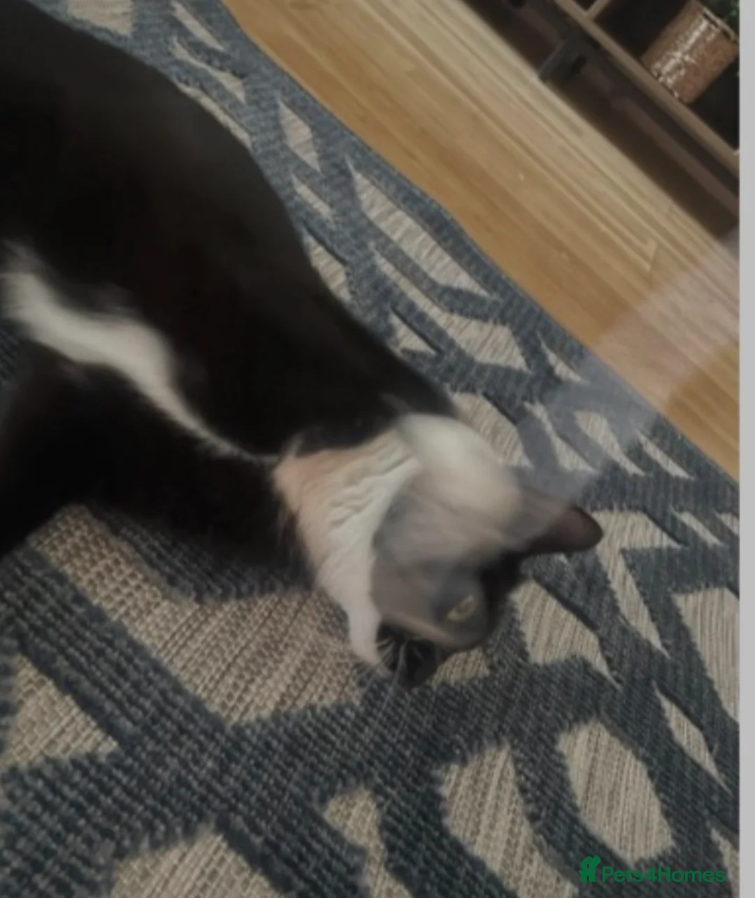 Mixed Breed cats for sale: Twix 🧡 - Advert 2