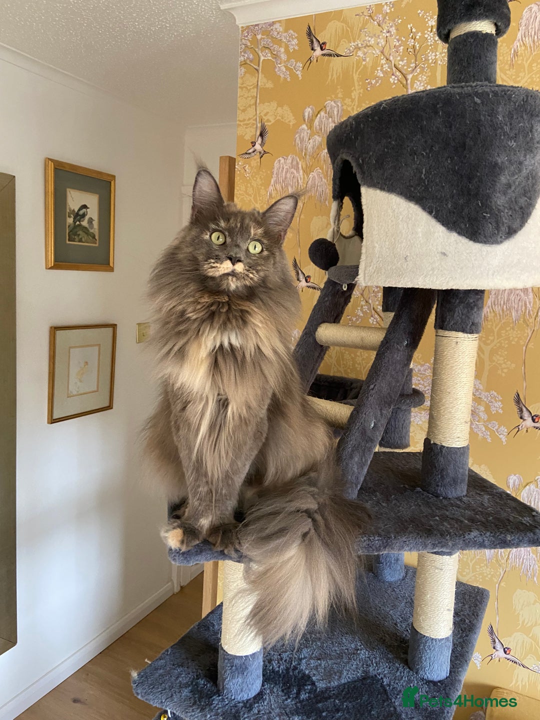 Maine Coon cats for sale: GCCF registered Dog 🐶 Friendly  - Advert 19