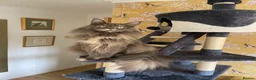 Maine Coon cats for sale: GCCF registered Dog 🐶 Friendly  - Advert 19