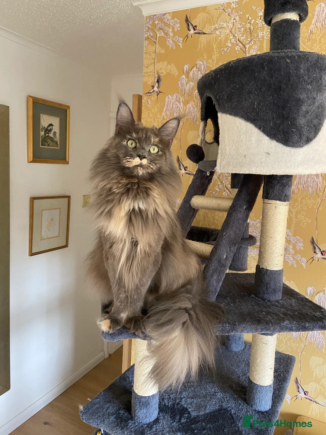 Maine Coon cats for sale: GCCF registered Dog 🐶 Friendly  - Advert 19
