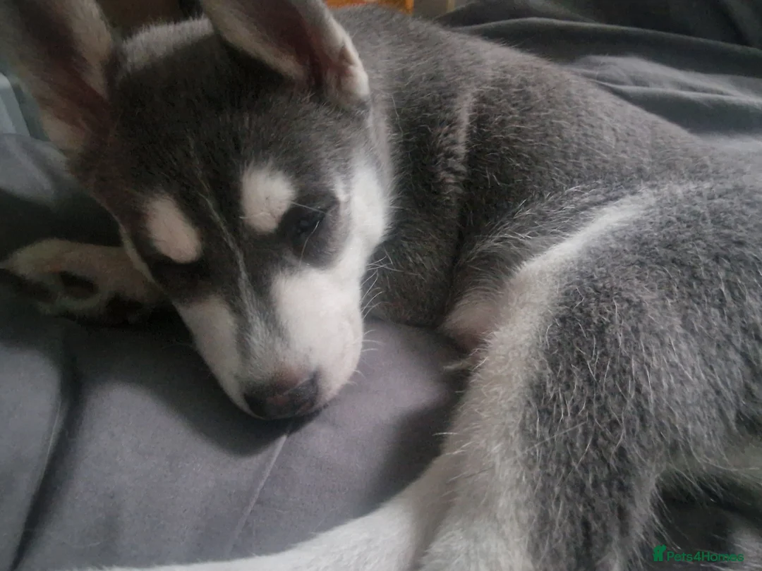 Siberian Husky dogs for sale: Male husky  - Advert 1