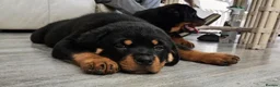 Rottweiler dogs for sale: Rottweiler Puppies – Champion & Top Bloodlines - Advert 3