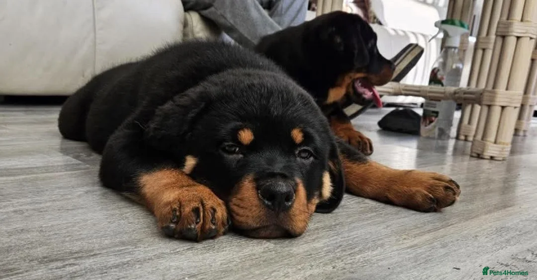 Rottweiler dogs for sale: Rottweiler Puppies – Champion & Top Bloodlines - Advert 3