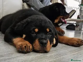 Rottweiler dogs Rottweiler Puppies – Champion & Top Bloodlines - Advert 6