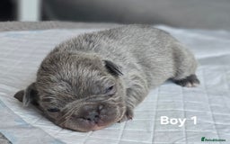 French Bulldog dogs for sale: French bulldog puppy  - Image 1