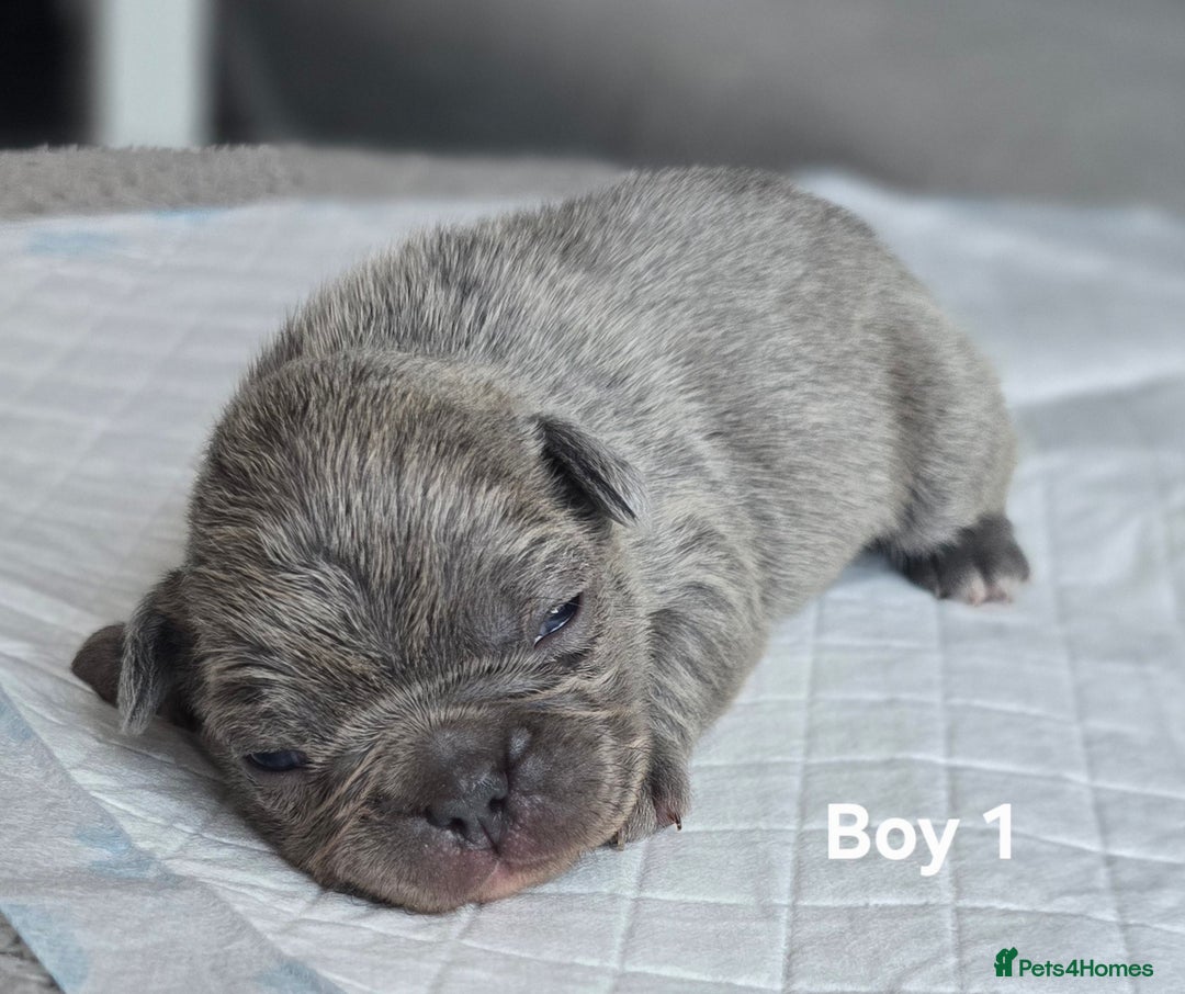French Bulldog dogs for sale: French bulldog puppy  - Image 1