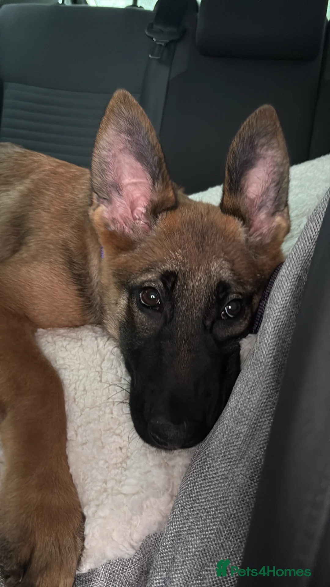 Mixed Breed dogs for sale: Nala  - Advert 2
