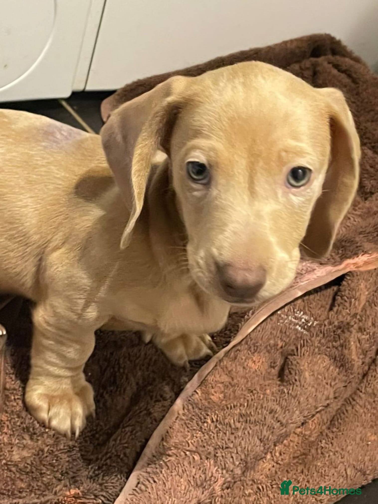 Miniature Dachshund dogs Miniature Dachshund Pups **READY NOW** - Advert 4