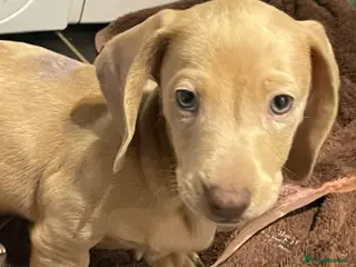 Miniature Dachshund dogs Miniature Dachshund Pups **READY NOW** - Advert 4