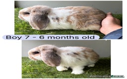 Mini Lop rabbits for sale: Stunning mini lop babies  - Image 9