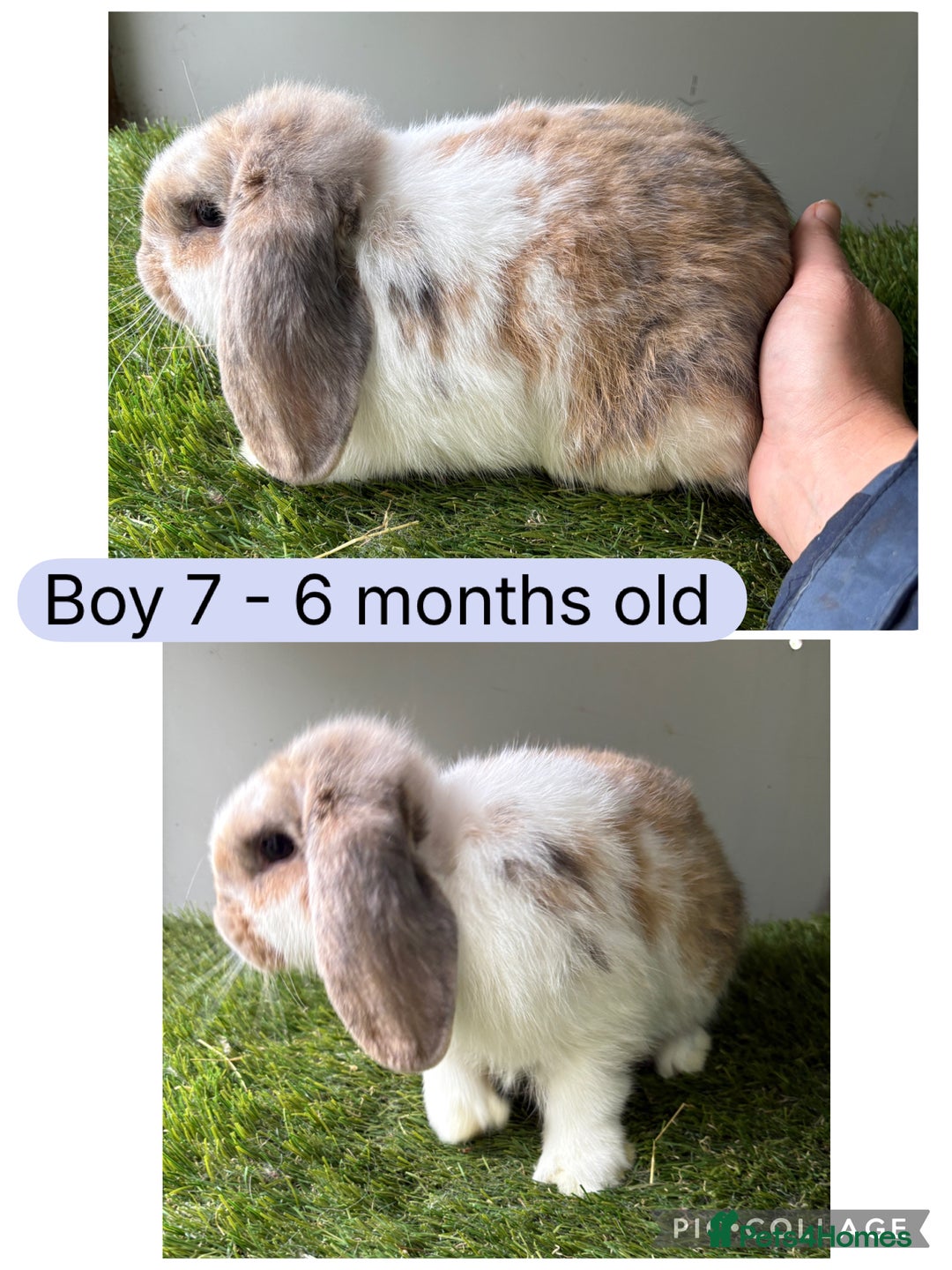 Mini Lop rabbits for sale: Stunning mini lop babies  - Image 9