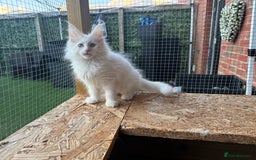 Maine Coon cats for sale: 2 Mainecoon pedigree kitten - Image 35