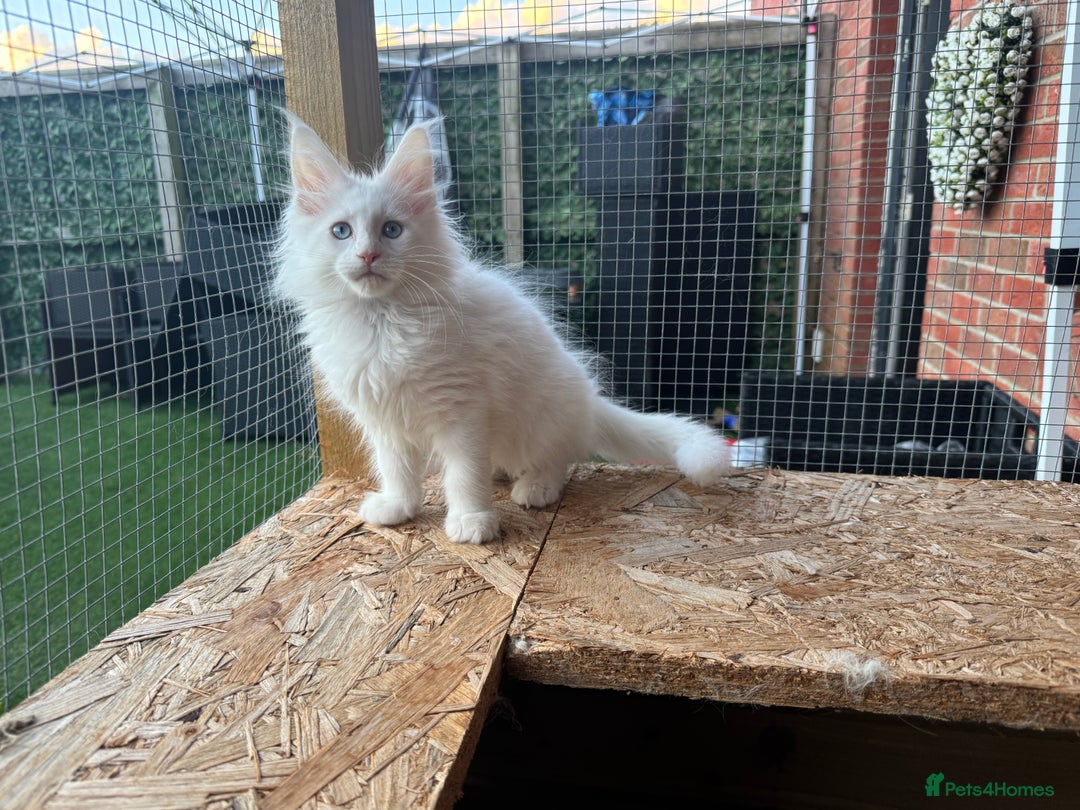 Maine Coon cats for sale: 2 Mainecoon pedigree kitten - Image 35
