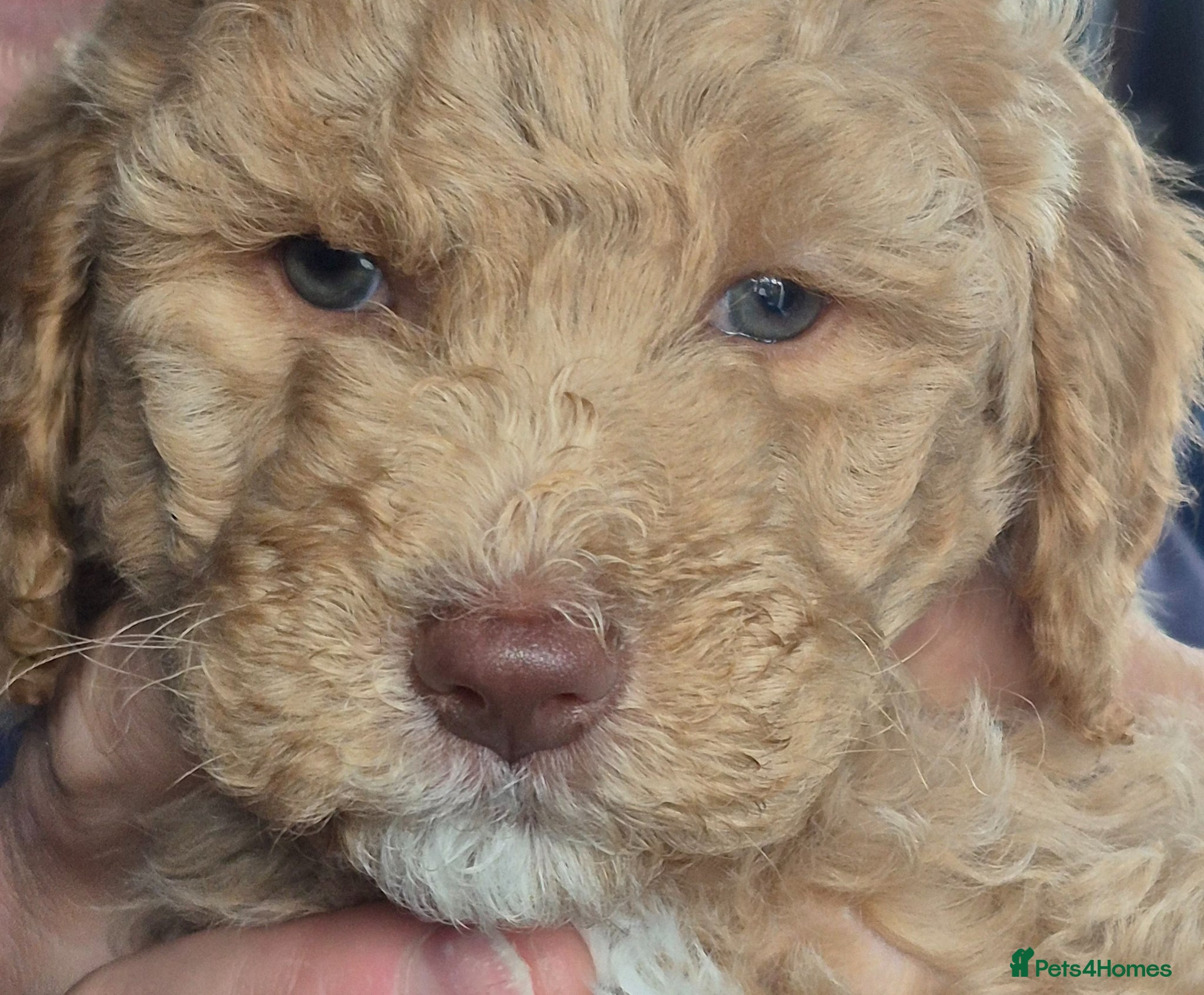 Double Doodle dogs Double doodle puppies - Advert 1