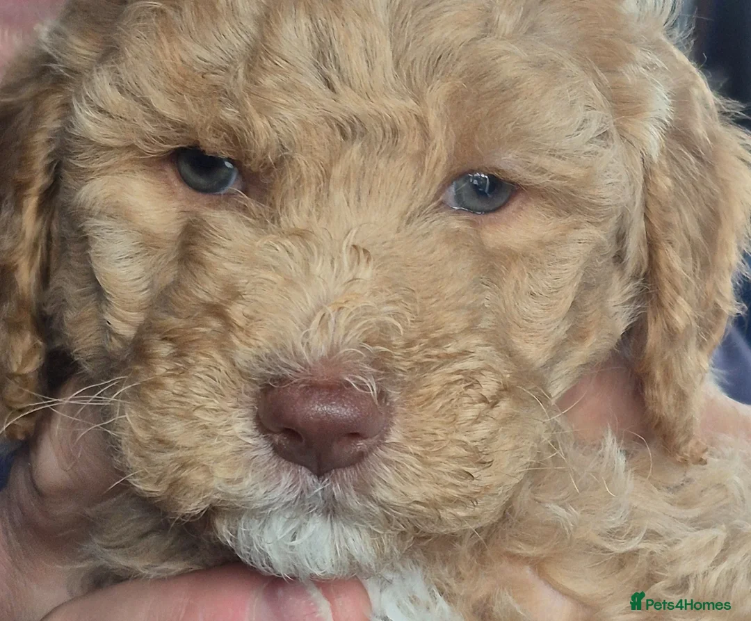 Double Doodle dogs for sale: Double doodle puppies - Advert 1