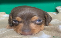 Dachshund dogs for sale: 3 beautiful/stunning dachshund puppies   - Advert 9