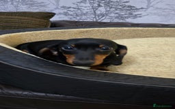 Miniature Dachshund dogs for sale: Minature Dashounds - Image 4